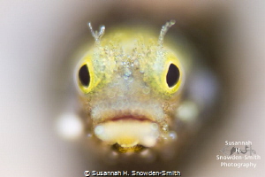 "That Face Though!"
Secretary blenny with shallow depth ... by Susannah H. Snowden-Smith 